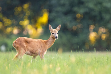 Roe deer (Capreolus capreolus) , standing on a meadow.