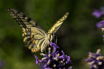 Swallowtail butterfly on a purple flower