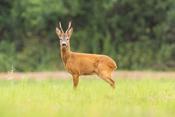 Naklejka na ściany i meble Roe deer with beautiful antlers stands in the meadow (capreolus capreolus) wildlife scenery