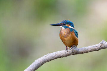 Common Kingfisher (Alcedo atthis) 
 sitting on a branch. wildlife scenery
