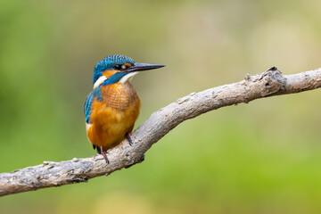 Common Kingfisher (Alcedo atthis) 
 sitting on a branch. wildlife scenery