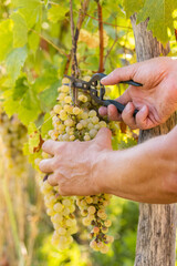 Close up of Worker's Hands Cutting White Grapes from vines during wine harvest in Vineyard.