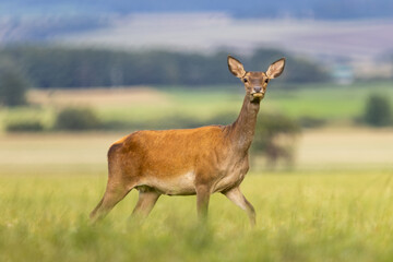 Red deer ( Cervus elaphus ) female standing on green meadow with selective focus. Wildlife scenery