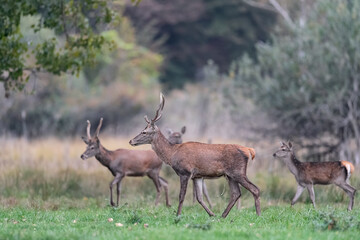 Naklejka na ściany i meble Herd of young deer in the wild (Cervus elaphus)