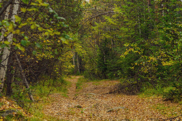 autumn in the forest