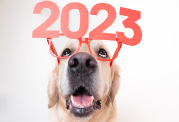 Dog in glasses 2023 for the new year. Golden Retriever for Christmas sitting on a white background with red glasses. Postcard with space for text for the new year with a pet. - obrazy, fototapety, plakaty
