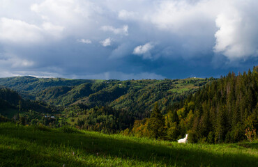 A white goat stands on a hillside against the backdrop of the Carpathian mountains on a sunny autumn day