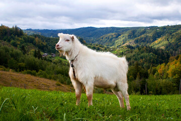 Naklejka premium A white goat stands on a hillside against the backdrop of the Carpathian mountains on a sunny autumn day