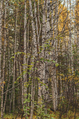 Fototapeta na wymiar pine forest in autumn