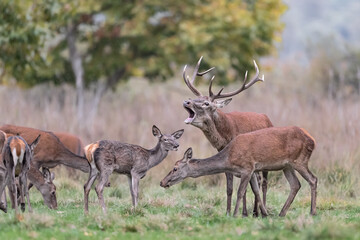 The call, massive deer male with females (Cervus elaphus)