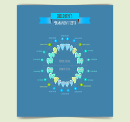Temporary teeth - names, groups, period of eruption and shedding of the children. Vector illustration, baby teeth.