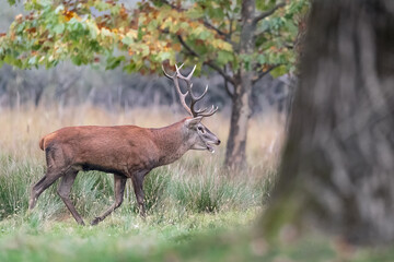 Isolated red deer male, fine art portrait (Cervus elaphus)