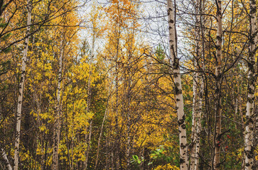 autumn in the park