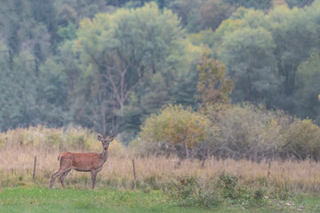 Naklejka premium A beautiful deer female in the wild (Cervus elaphus)