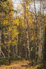 Fototapeta premium autumn forest in the autumn