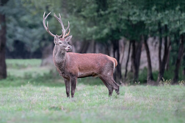 Red deer male in the wild (Cervus elaphus)
