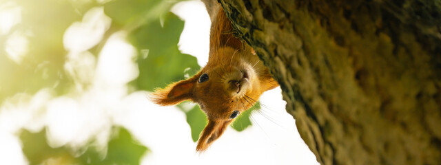 Animal wildlife background -  Sweet cute red squirrel ( sciurus vulgaris ) looks cheeky out from behind tree trunk in forest in the natural environment on a sunny autumn morning - obrazy, fototapety, plakaty