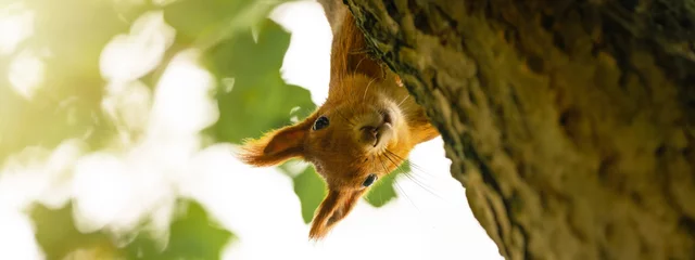 Fotobehang Animal wildlife background -  Sweet cute red squirrel ( sciurus vulgaris ) looks cheeky out from behind tree trunk in forest in the natural environment on a sunny autumn morning © Corri Seizinger