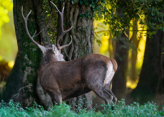 Majestic red deer male at sunrise in the woodland (Cervus elaphus)