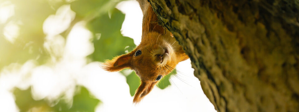 Animal wildlife background -  Sweet cute red squirrel ( sciurus vulgaris ) looks cheeky out from behind tree trunk in forest in the natural environment on a sunny autumn morning