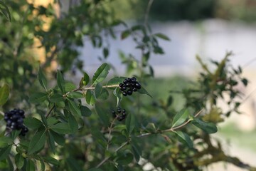 Nice fresh privet berry