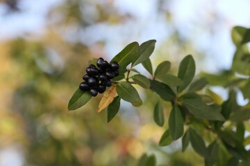 Nice fresh privet berry
