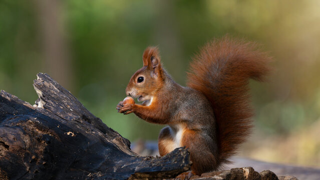 Animal wildlife background -  Sweet cute red squirrel ( sciurus vulgaris ) sitting on stump in forest, with hazelnut in the natural environment on a sunny autumn morning