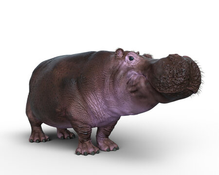 3D rendering of a Hippopotamus isolated on a transparent background.