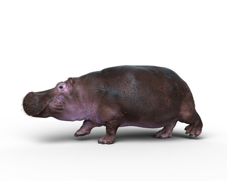 3D rendering of a Hippopotamus walking isolated on a transparent background.