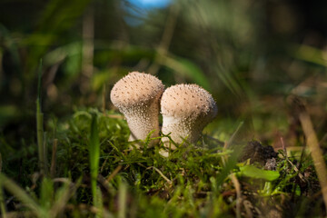 Puffball white mushroom with spikes