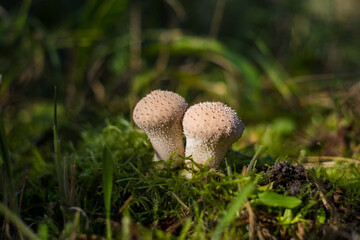 Common puffball mushroom - Lycoperdon perlatum - growing in green moss in the autumn forest