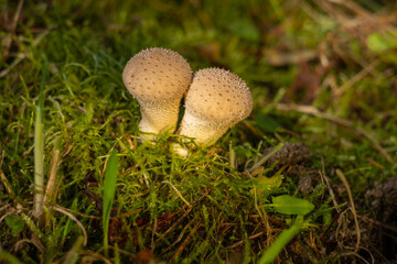 Puffball white mushroom with spikes