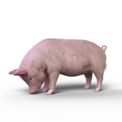 3D rendering of a pig eating from the ground isolated on a transparent background.