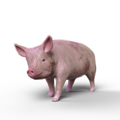3D rendering of a pig walking isolated on a transparent background.