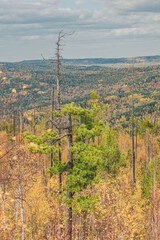 autumn forest