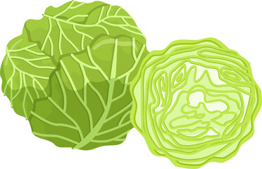 Illustration cabbage fruit vegetable flat design.