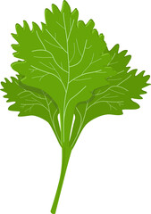 Illustration coriander fruit vegetable flat design.