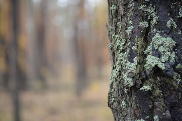 green moss texture, natural lichen, natural background yellow moss, yellow lichen on tree, lemon moss on bark, moss on tree texture of gray tree bark, old bark of poplar bough tree, poplar gray bark 