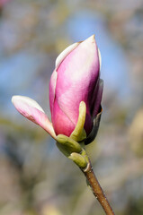 Magnolie (Magnolia), Blüte, Baden-Württemberg, Deutschland, Europa