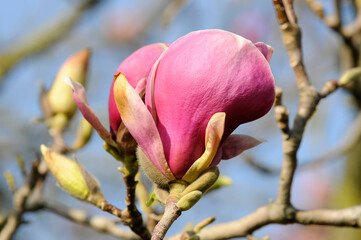 Blüte der Tulpen-Magnolie (Magnolia x soulangeana), Baden-Württemberg, Deutschland, Europa