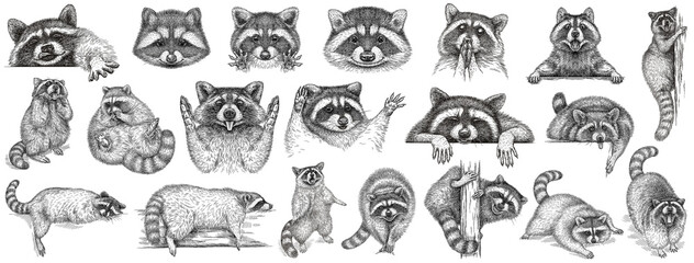 Vintage engrave isolated raccoon set illustration cut ink sketch. Wild pet background line racoon collection art - obrazy, fototapety, plakaty