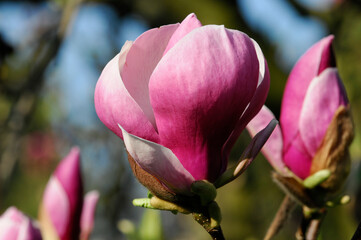 Blüte der Tulpen-Magnolie (Magnolia x soulangeana), Baden-Württemberg, Deutschland, Europa