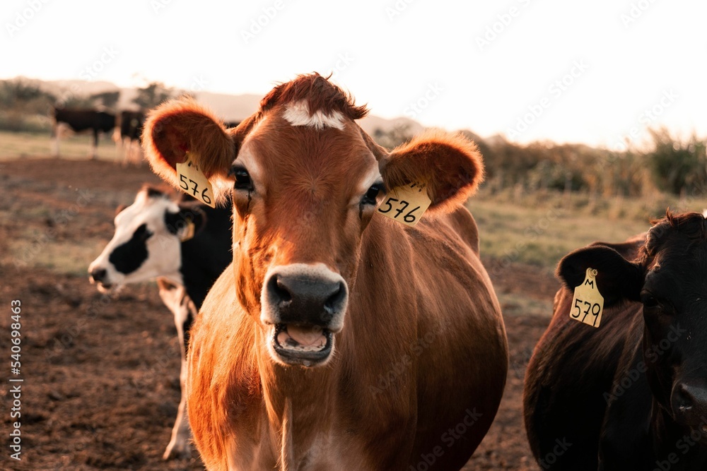 Sticker beautiful shot of cute domestic bulls with tags in a field