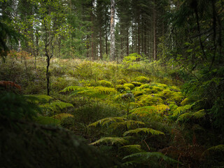 Swedish forest