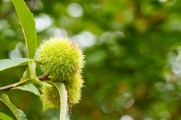 Growing sweet chestnut fruit with green thorn shell on a branch