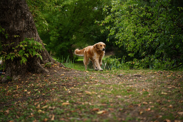 Shot of cheerful domestic dog golden retriever breed walking in forest in summertime.