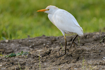 Cattle egret (Bubulcus ibis) walking in wetlands close up