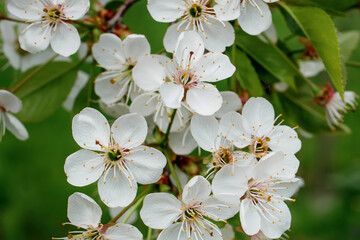 White blossom on the tree blooming in the early spring, backgroung blured. High quality photo