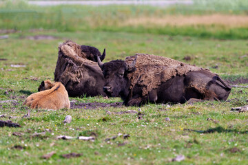 Bison-Buffalo Photo and Image. Bison adult with baby bison resting in the field in their environment and habitat surrounding. Buffalo Picture.