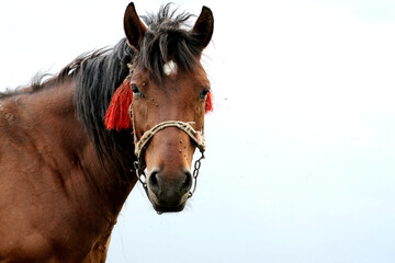 A noble horse of brown color stands against the background of the blue sky. Agriculture.